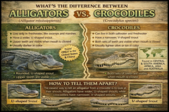 Alligators vs. Crocodiles Educational Sign