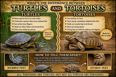 Turtles and Tortoises Educational Sign