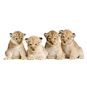 4 Lion Cubs Graphic