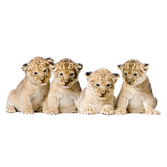 4 Lion Cubs Graphic
