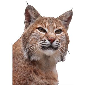 Bobcat Graphic