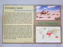 24X16 Dromedary Camel Sign