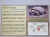 24X16 Sulcata Tortoise Sign