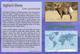 Shetland Sheep Sign