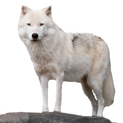 Arctic Wolf Graphic
