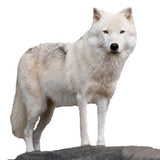 Arctic Wolf Graphic