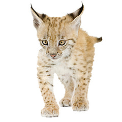 Baby Lynx Graphic