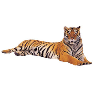 Bengal Graphic