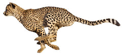 Cheetah Running Graphic