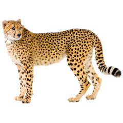 Cheetah Graphic