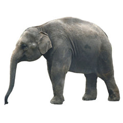 Elephant Graphic