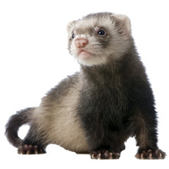 Ferret Graphic