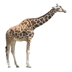 Giraffe Graphic