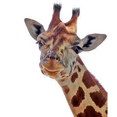 Giraffe Head Graphic