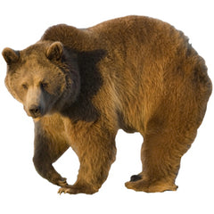 Grizzly Graphic